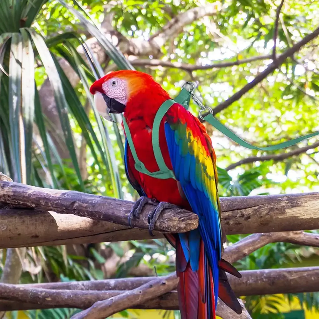 Camidy Adjustable Bird Harness and Leash Kit Macaw Cockatoos Bird Leash for Parrots — Camidy