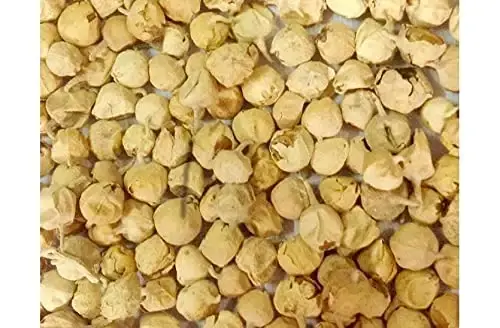 Green Velly Indian Organic Herbs Ayurveda Paneer Phool | Paneer Doda/DODI | Withania — ECH
