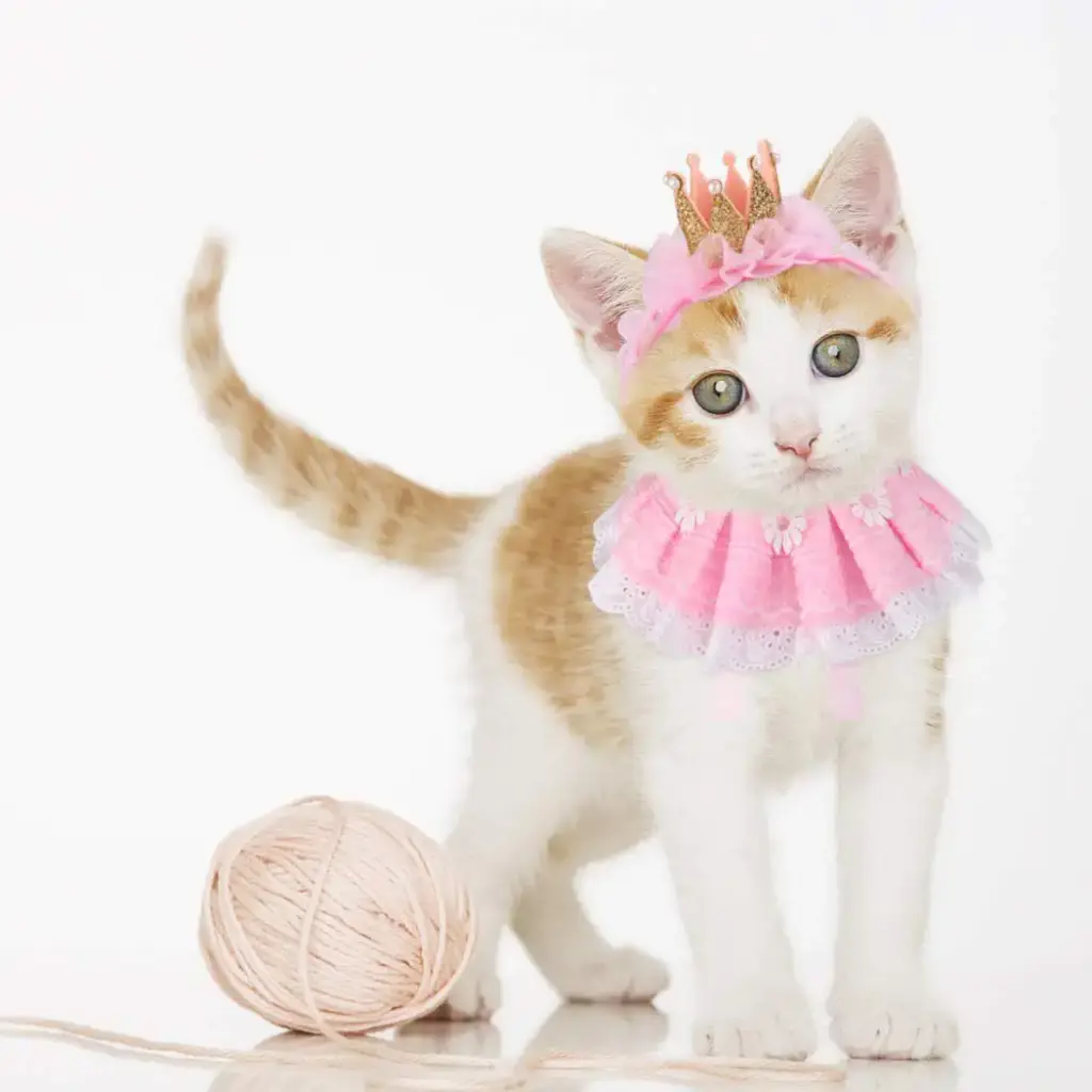 Legendog Cat Bandana for Cats, Princess Cat Costumes for Cats, Cute Lace Dog Bandanas and — Legendog