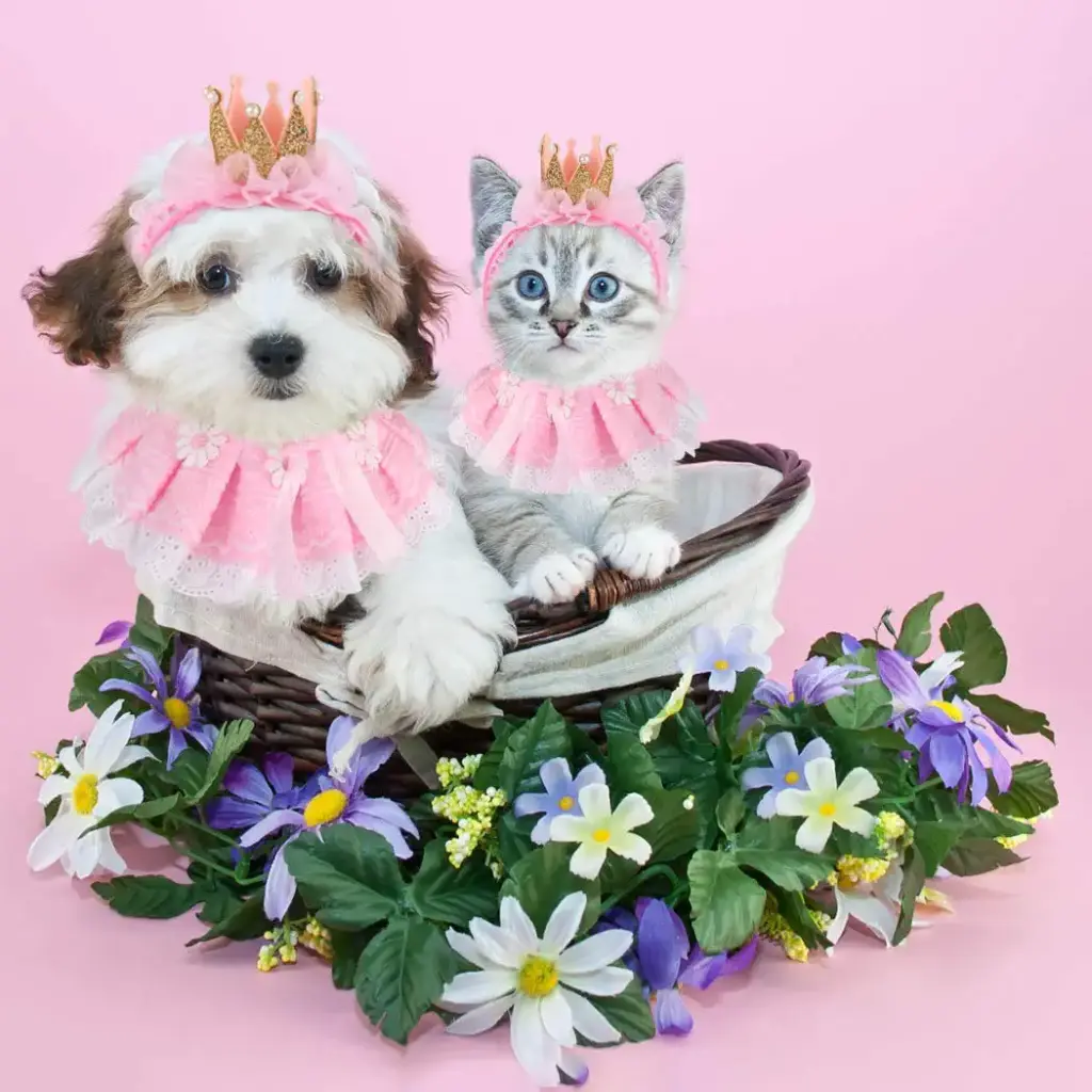 Legendog Cat Bandana for Cats, Princess Cat Costumes for Cats, Cute Lace Dog Bandanas and — Pet