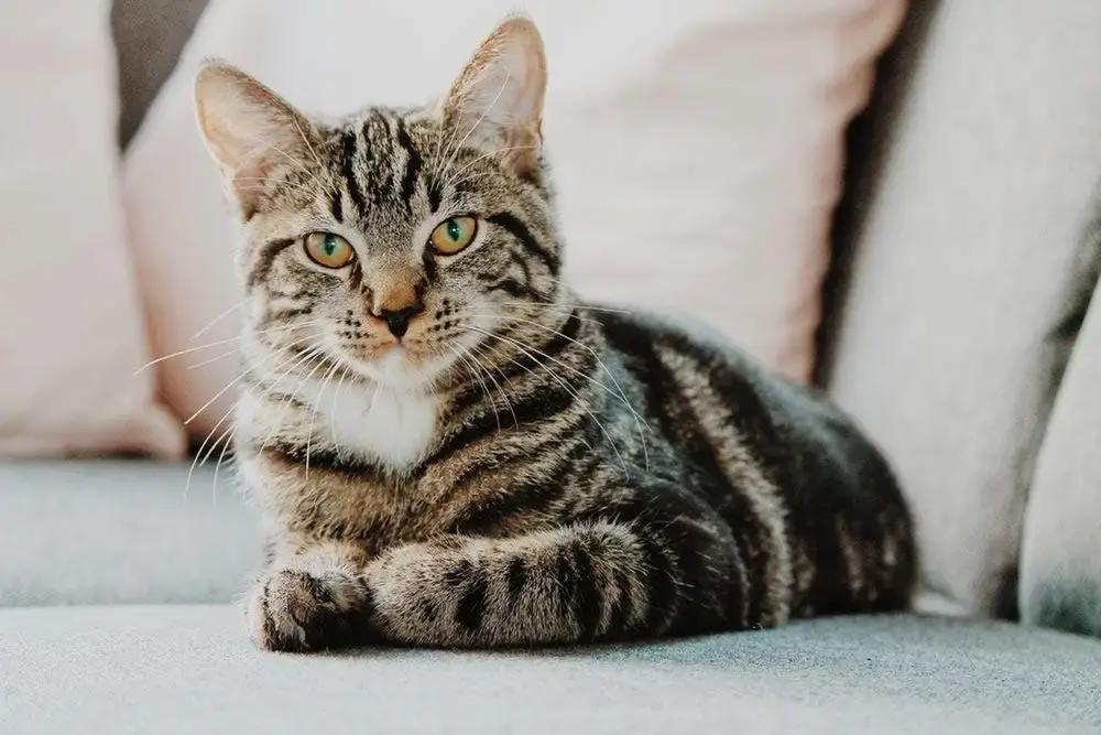 PET SUPPLEMENTS & NUTRITION LLC cat Itchy Skin Relief - CAT Allergy Relief Complex - Itch — PET SUPPLEMENTS & NUTRITION LLC