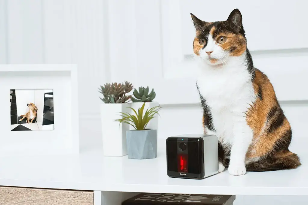 Petcube 2017 Item Play Smart Pet Camera with Interactive Laser Toy. Remote Dog/Cat — Petcube