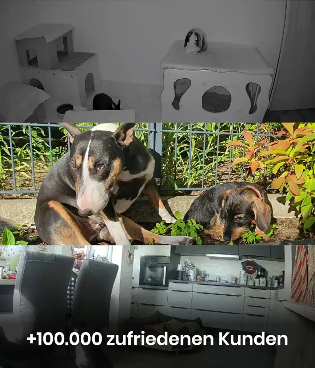 Pettec CAM 360 Pet camera Dog camera with app without subscription trap - cats & dogs — Pet